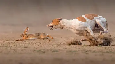 The story of the rabbit that got away