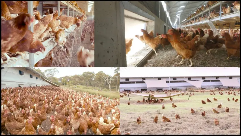 Four images comparing Australian free-range egg farming conditions, showing hens inside large poultry sheds, crowded outdoor areas and open grassy ranges.